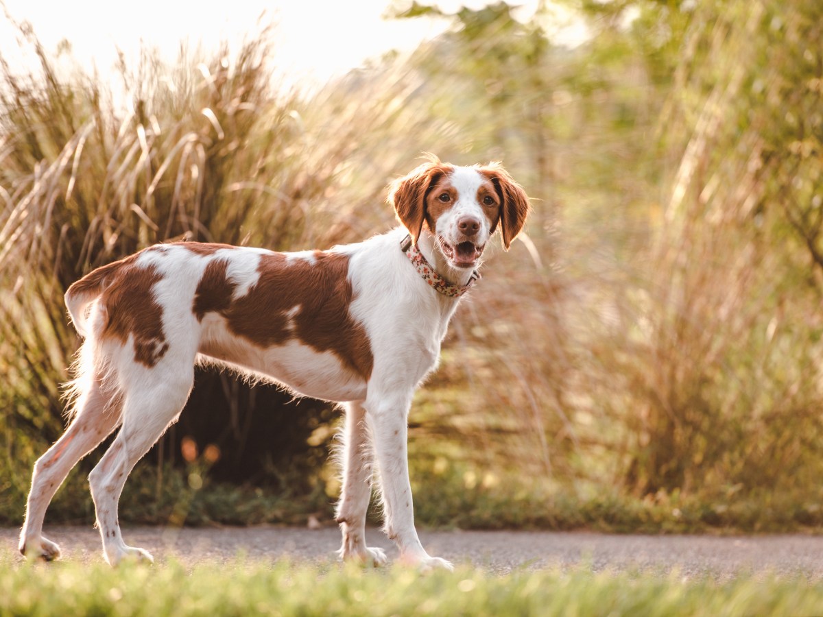 Epagneul Breton – Der perfekte Familien- und Jagdhund: Ein umfassender Rasse-Steckbrief