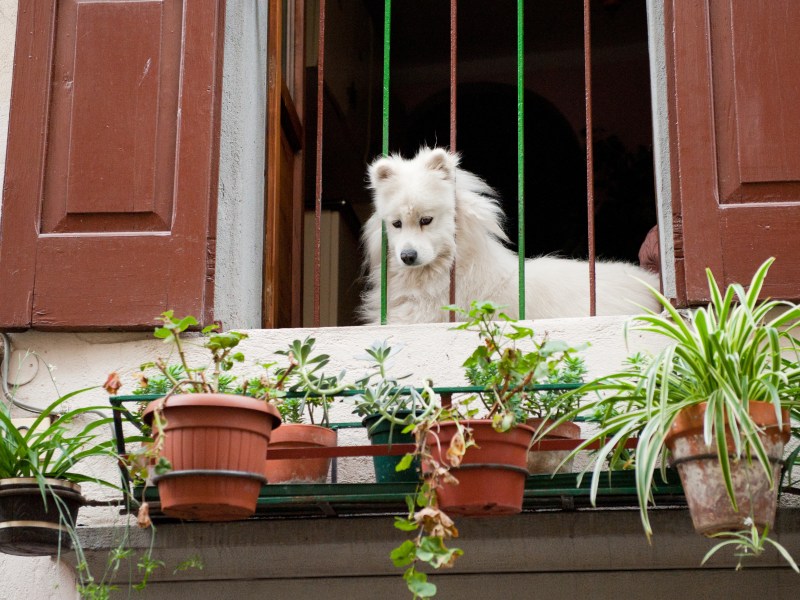 Hund auf dem Balkon