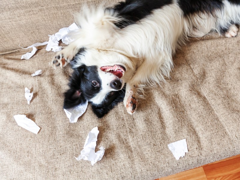 Hund mit Klopapier