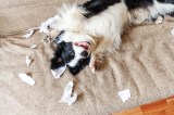 Hund mit Klopapier