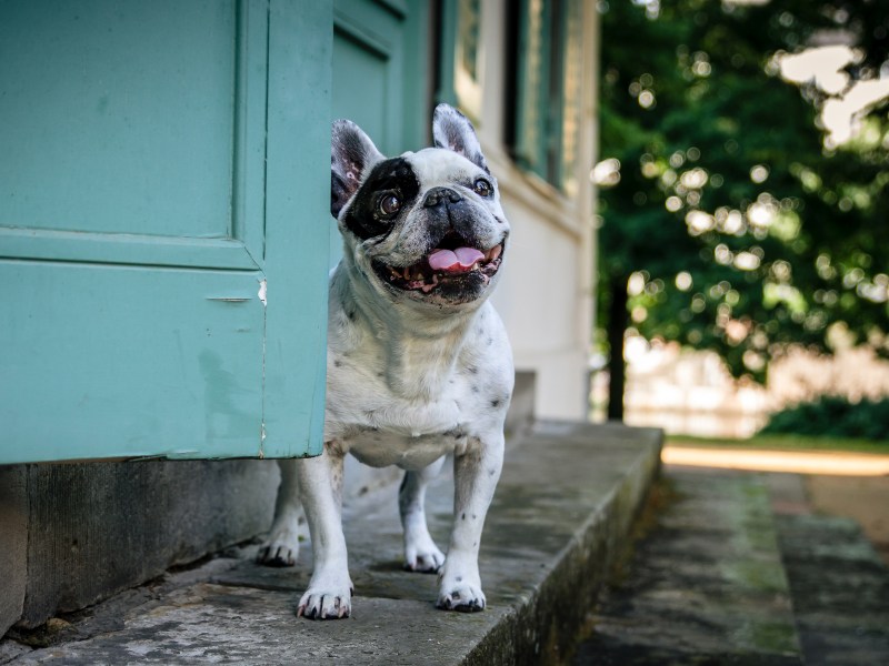 Hunde mit platter Nase