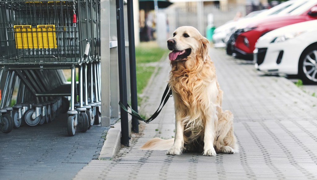 Hund wartet vor einem Geschäft