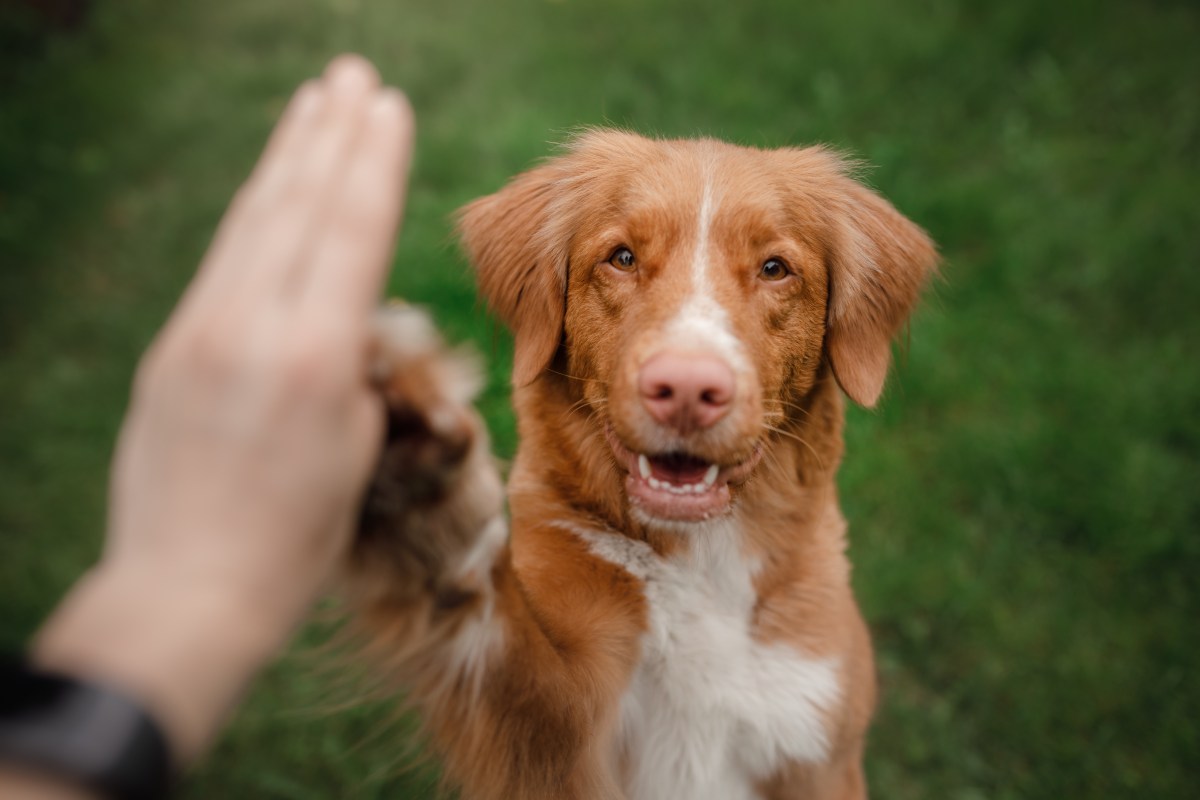 Hund lernt Zeichensprache