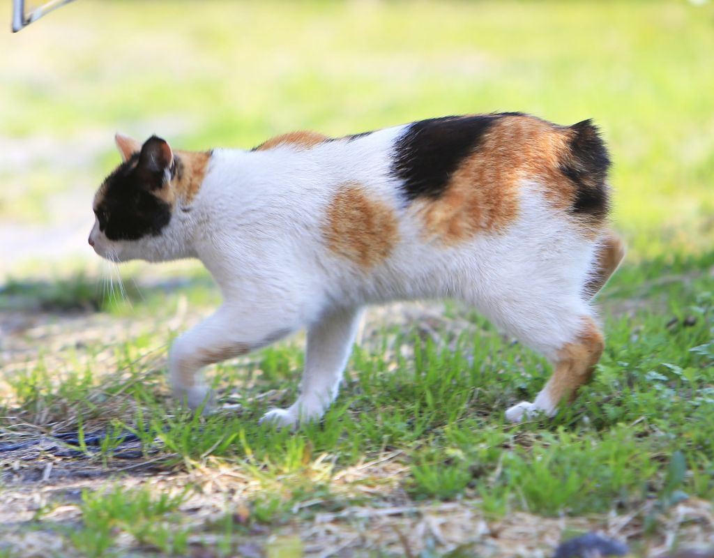 Japanese Bobtail Katze von der Seite