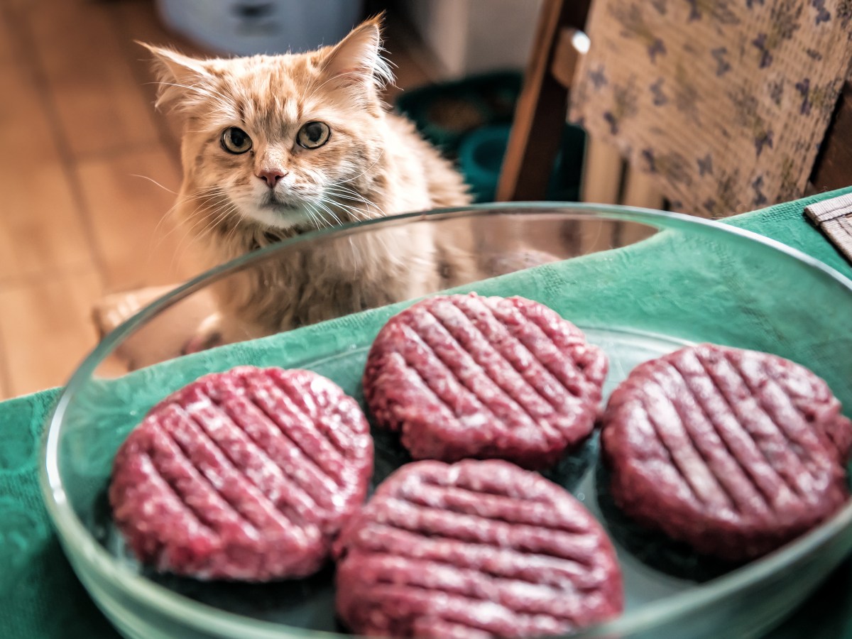 Katze schaut auf Teller mit Hackfleisch