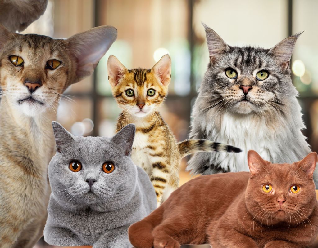 Persönlichkeitstest: Welche Katze du wählst, verrät uns viel über dich