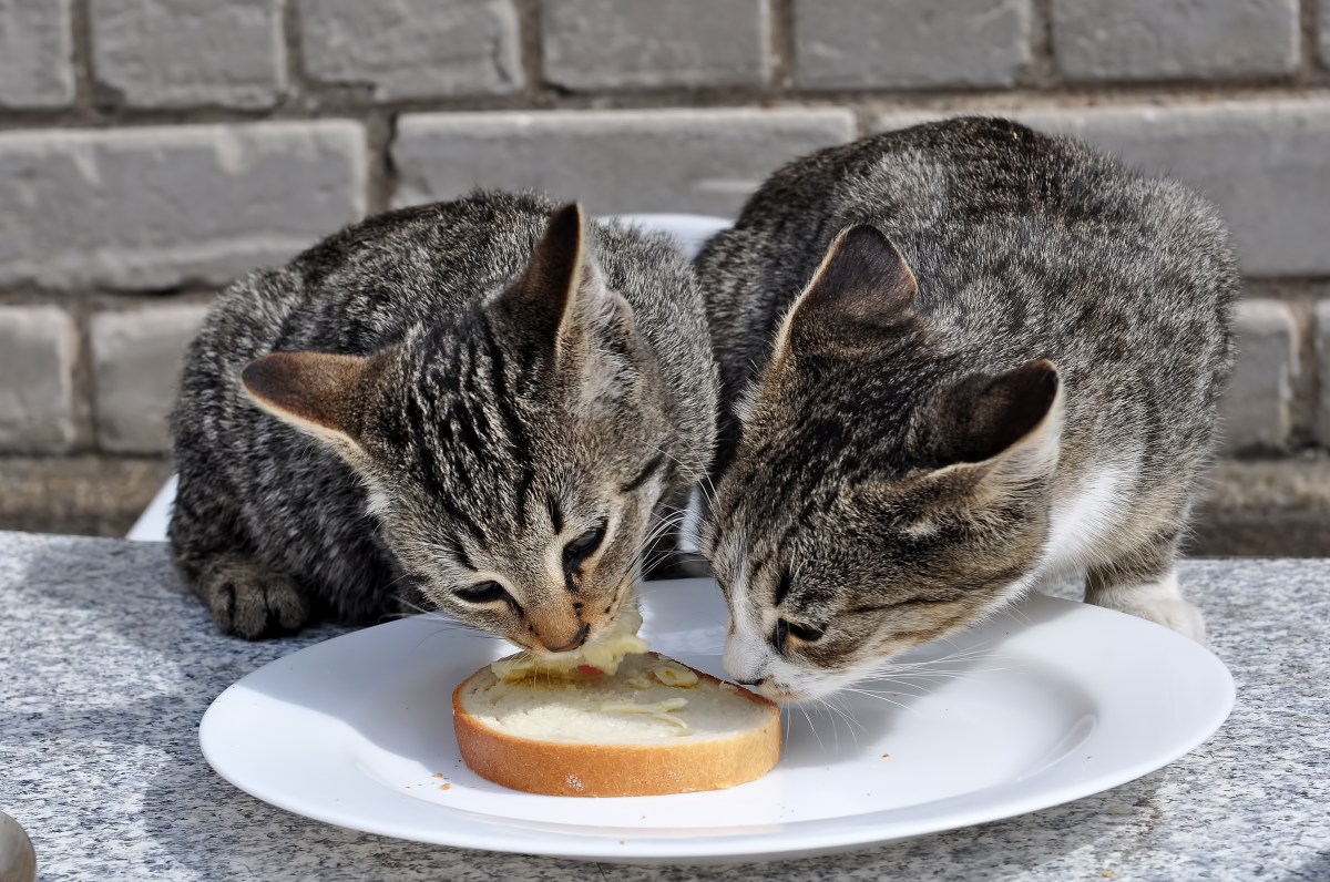 Katzen essen Butter von einem Brot