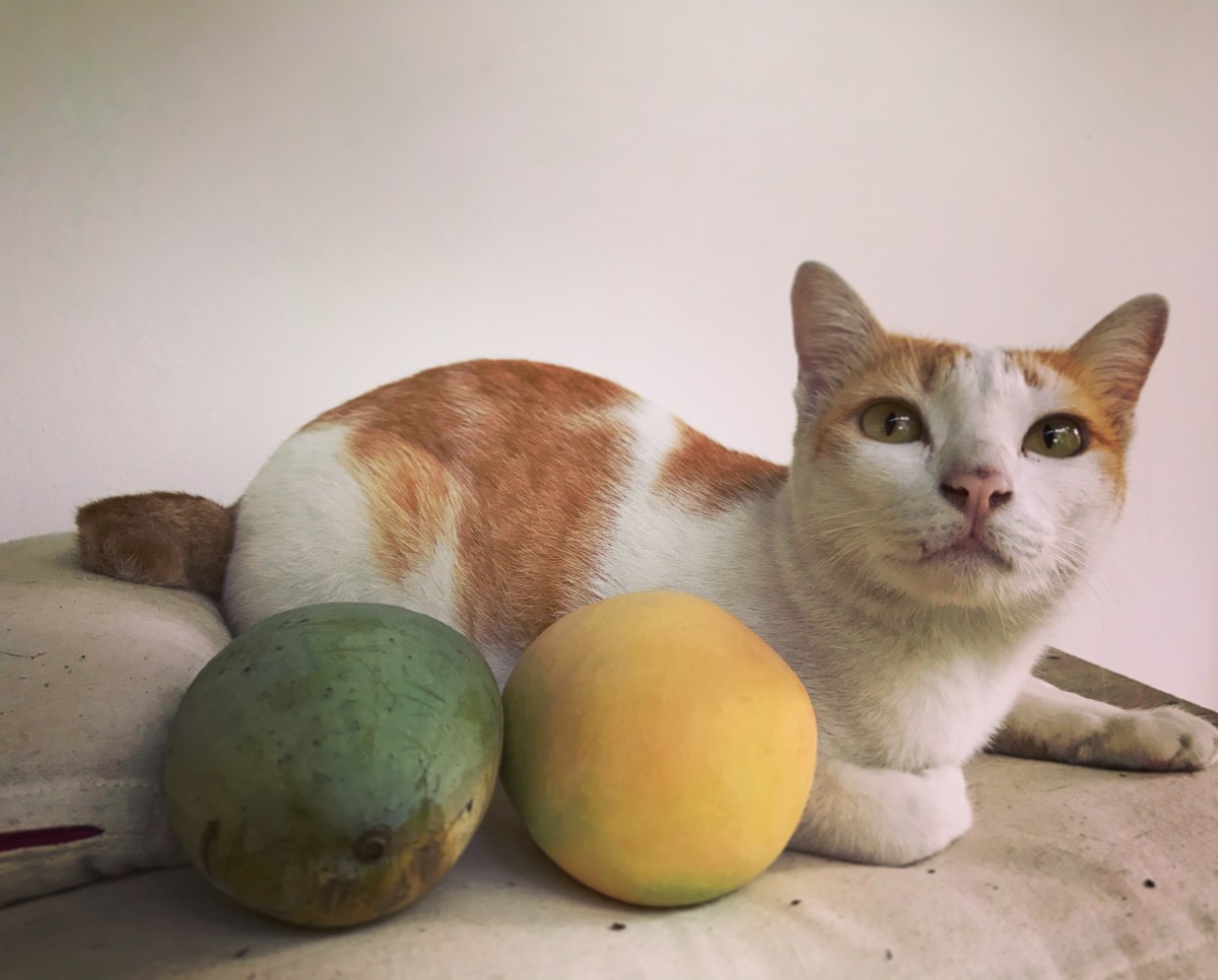 Katze sitzt neben zwei Mangos