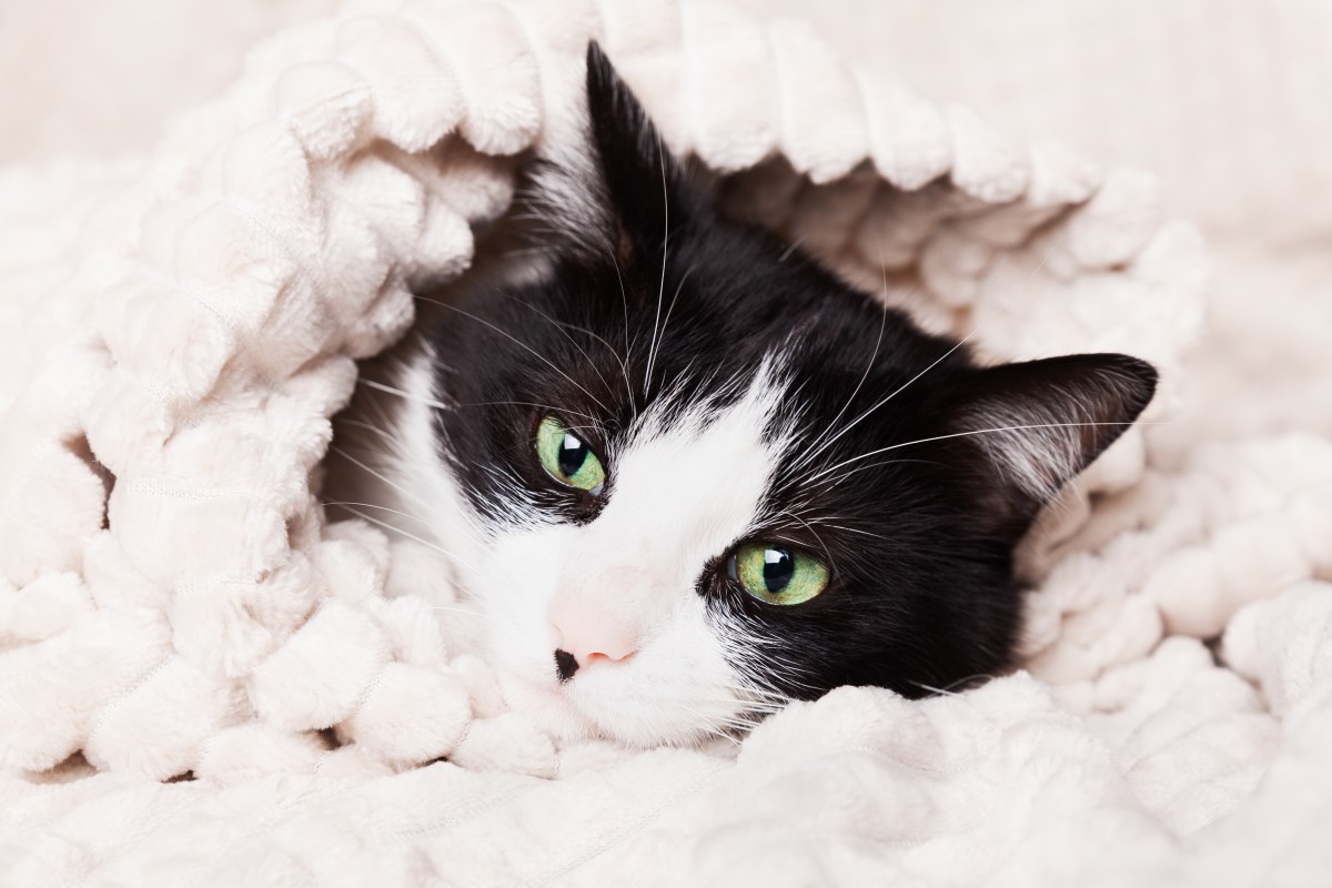Katze liegt unter einer Decke