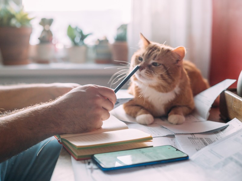 Katze liegt auf Schreibtisch