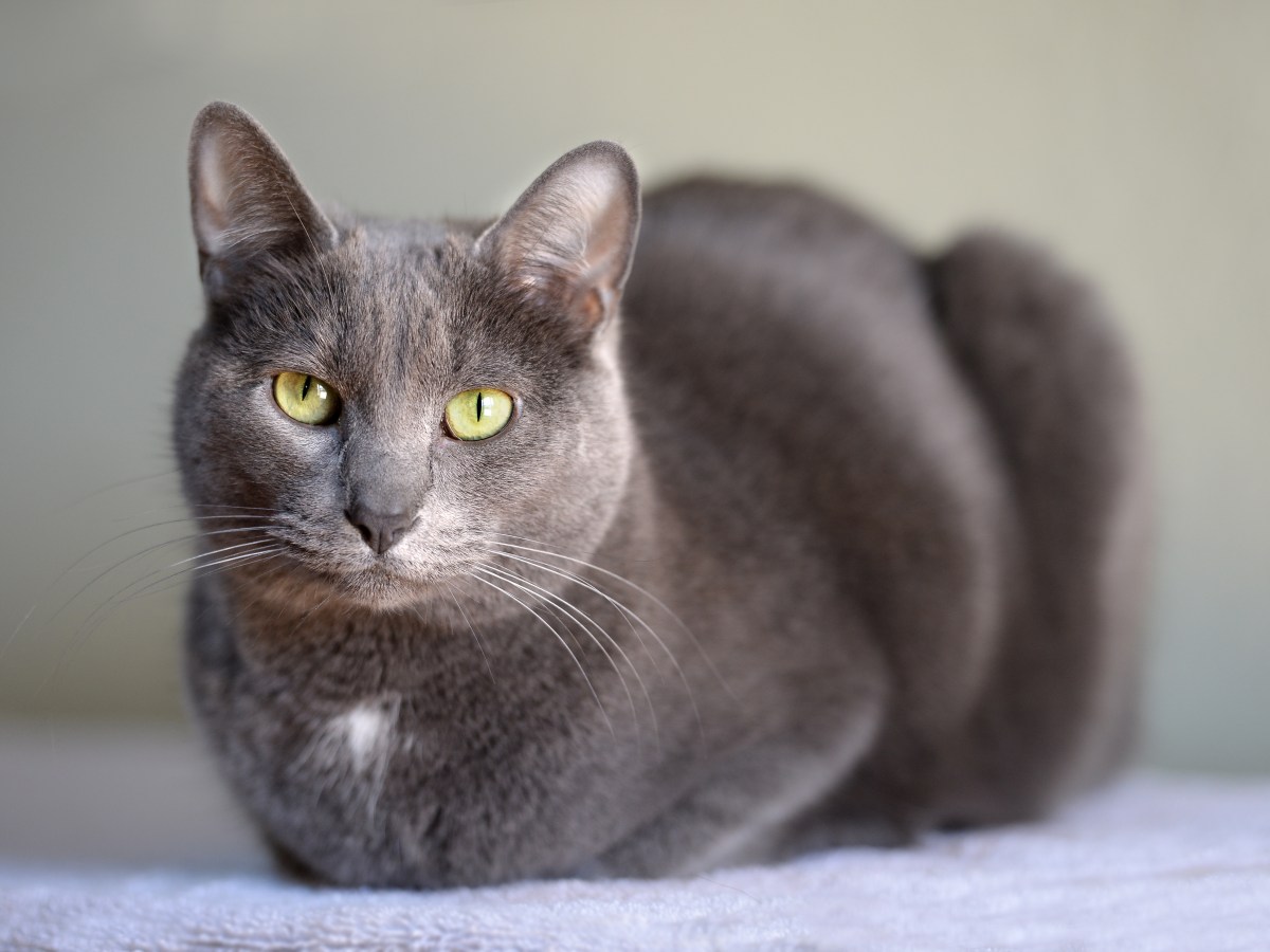 Korat Katze: Silberne Samtpfoten aus Thailand im Steckbrief