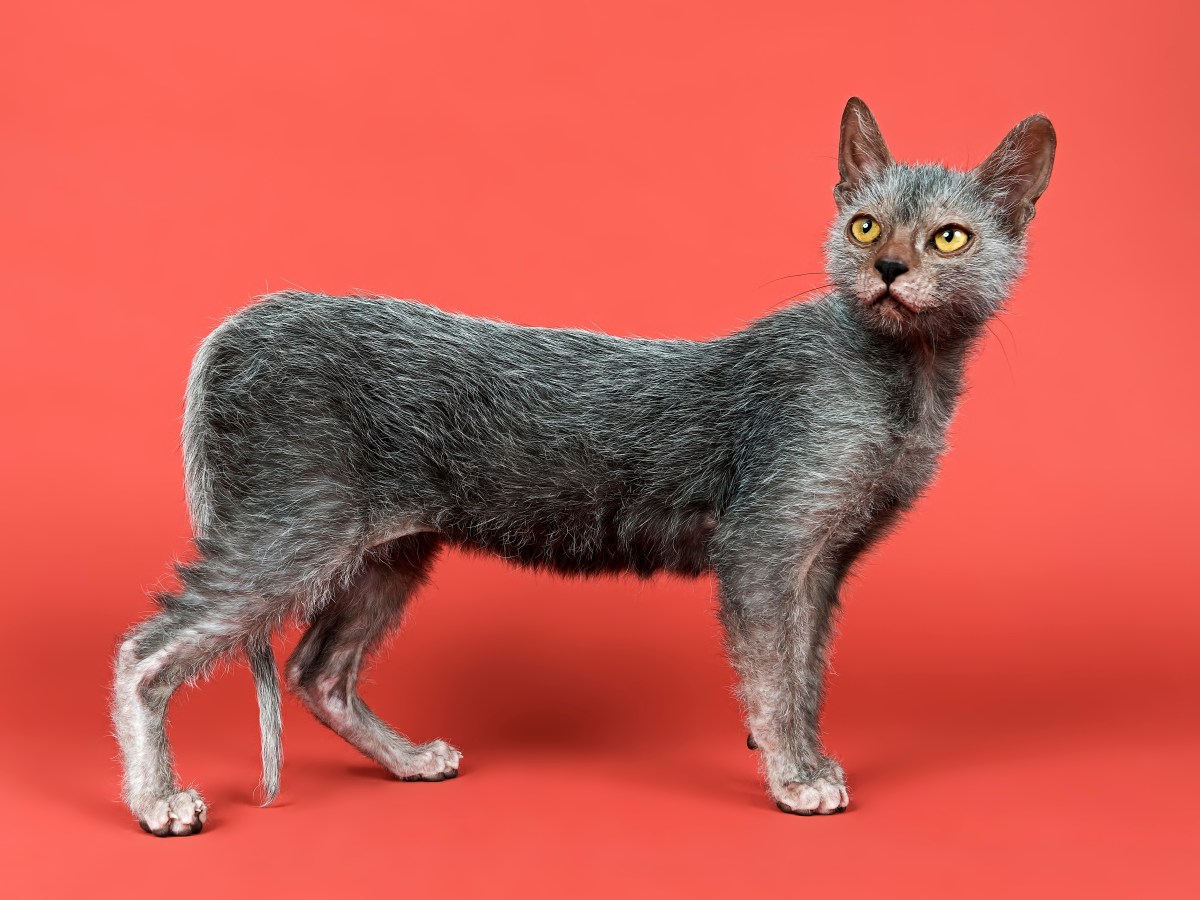 Kuriose Katzenrasse: Diese Katze sieht aus wie ein Werwolf