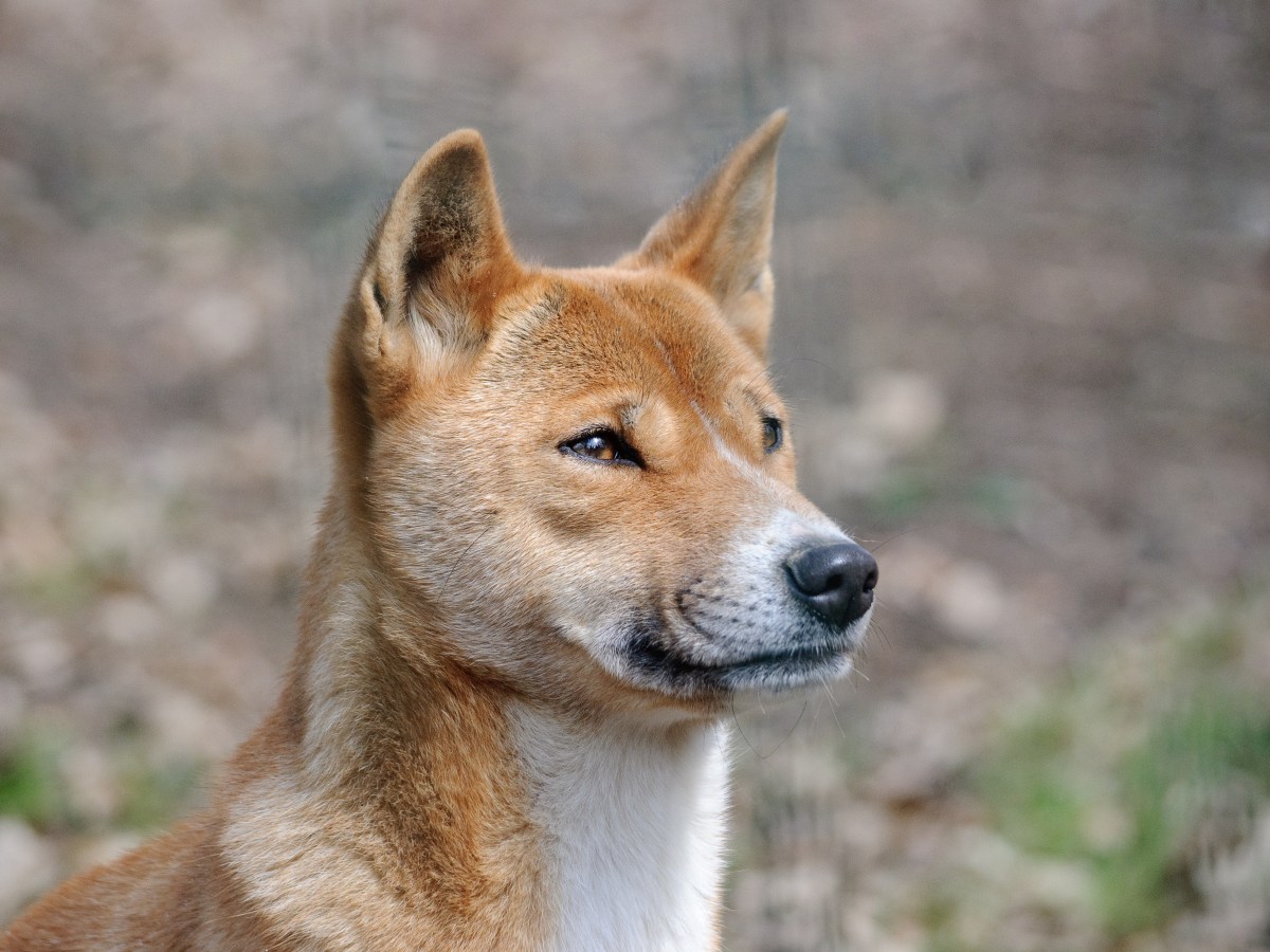 Neuguinea-Dingo: Alles über die seltene Hunderasse im Steckbrief