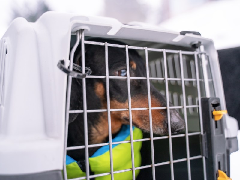 Hund in einer Transportbox
