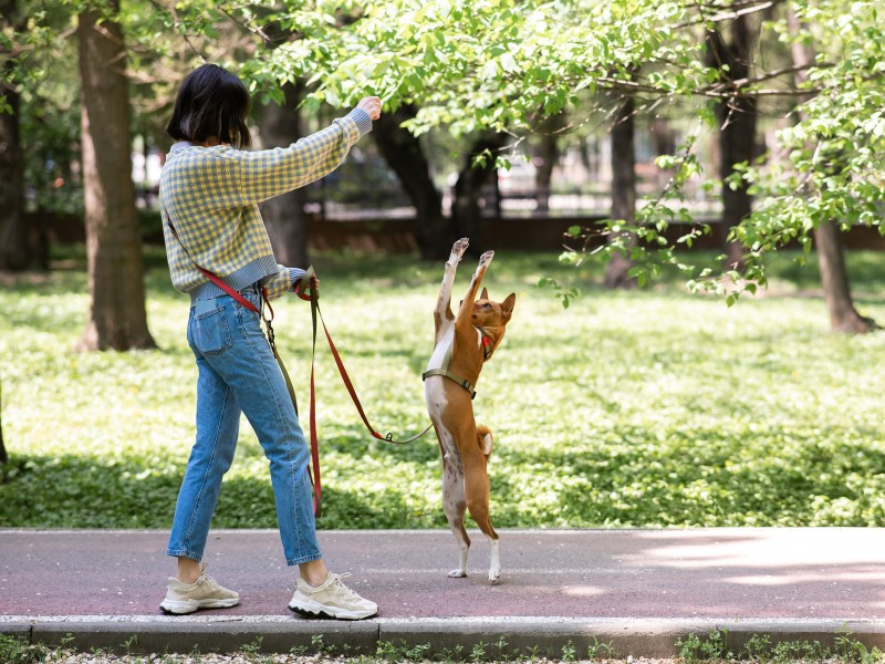 Frau bringt Hund Trick bei