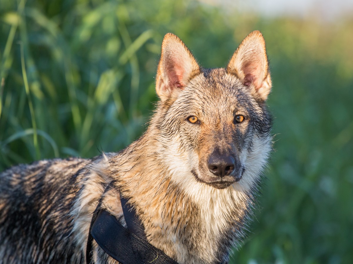 Tschechoslowakischer Wolfshund: Steckbrief, Merkmale, Charakter und Pflege