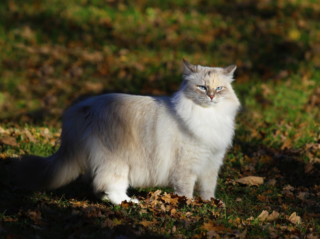 Neva Masquerade Katze steht auf einer Wiese