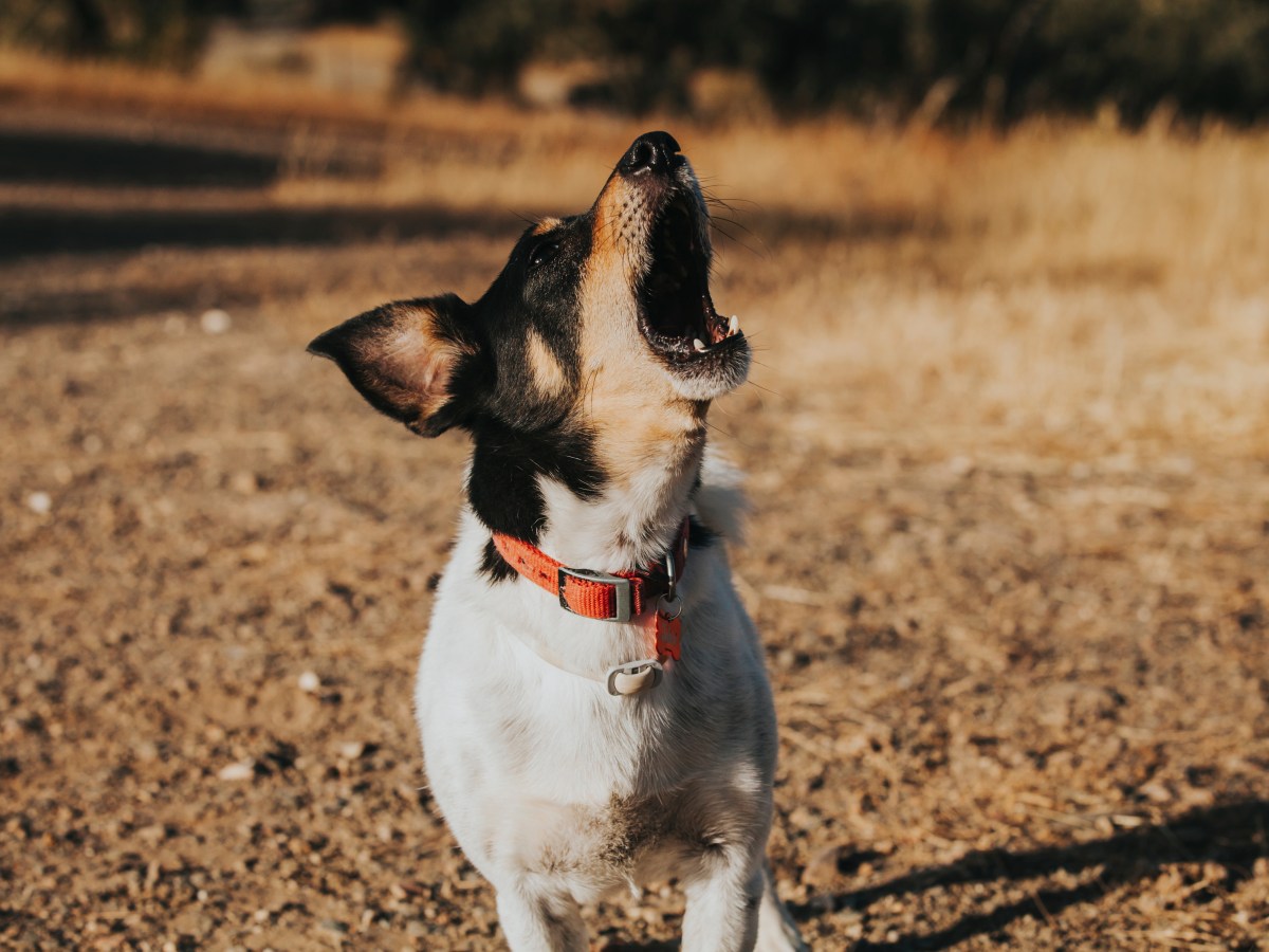 Hundesprache: Diese verschiedenen Bedeutungen kann das Bellen deines Hundes haben