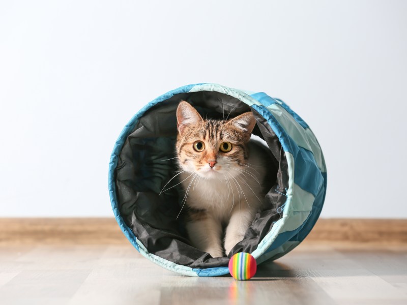 Katze sitzt in einem Rascheltunnel