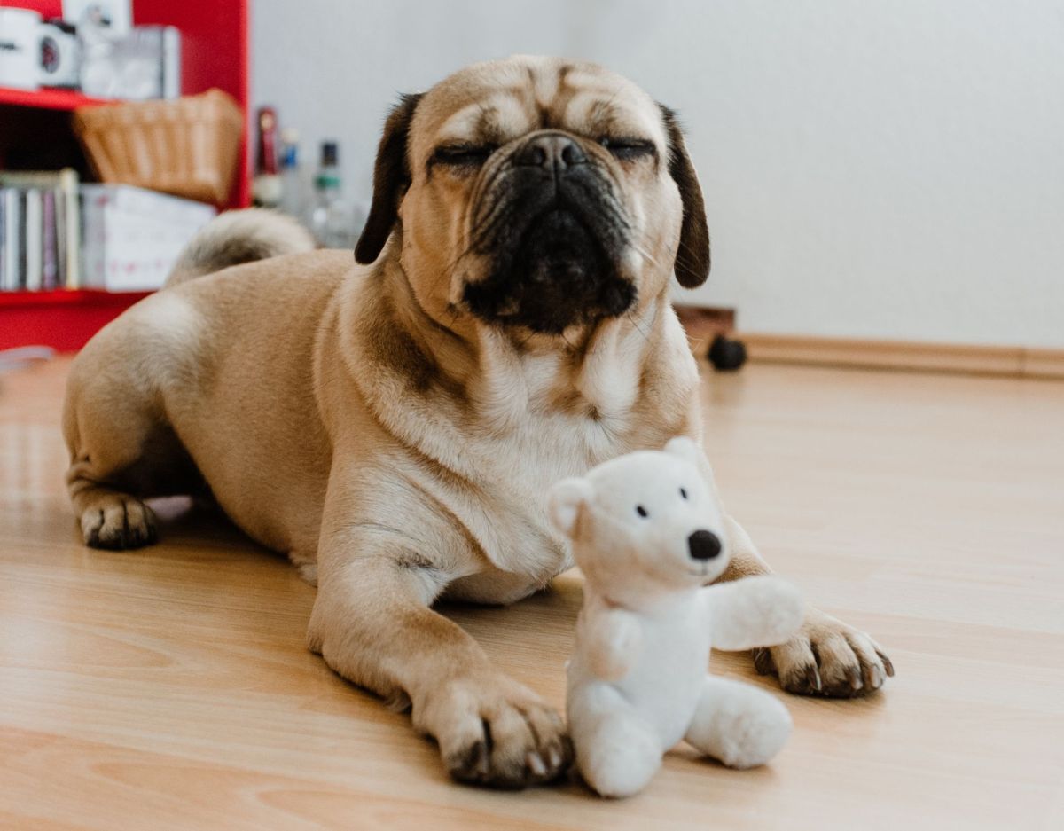 Hund mit Teddy