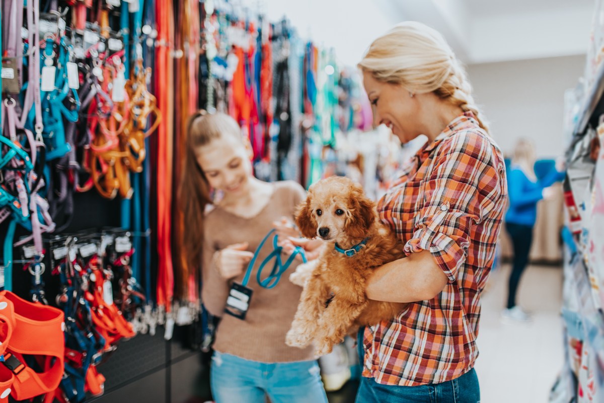 Erstausstattung Hund Checkliste