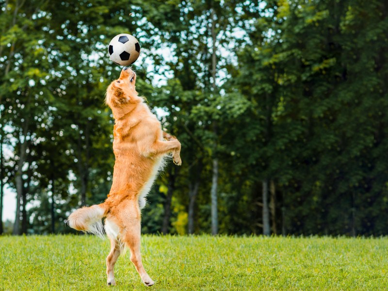 Hund mit Fußball