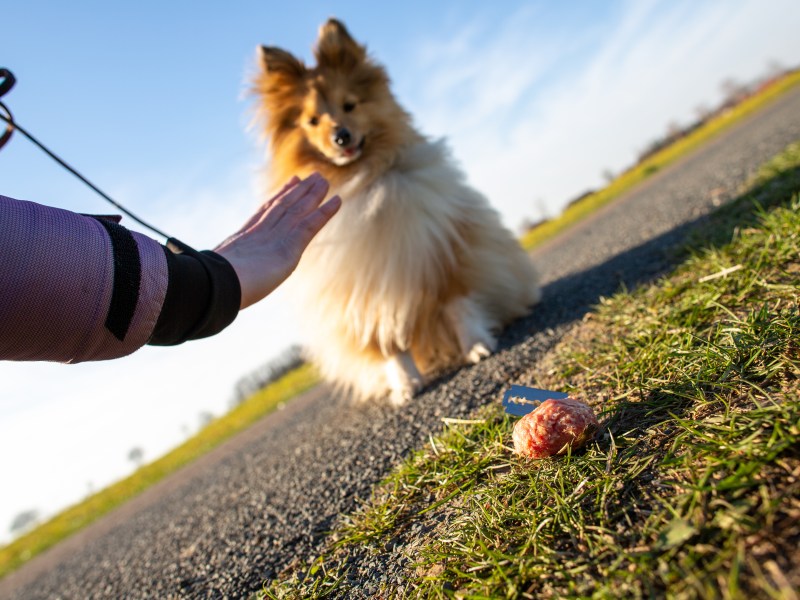 Giftköder Hund