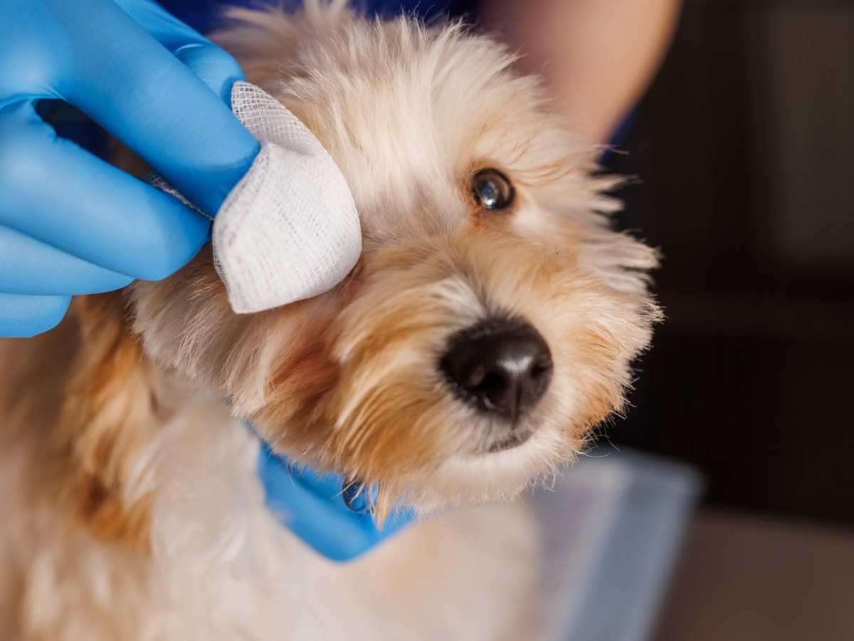 Augenerkrankungen beim Hund: Was jeder Hundebesitzer wissen sollte!