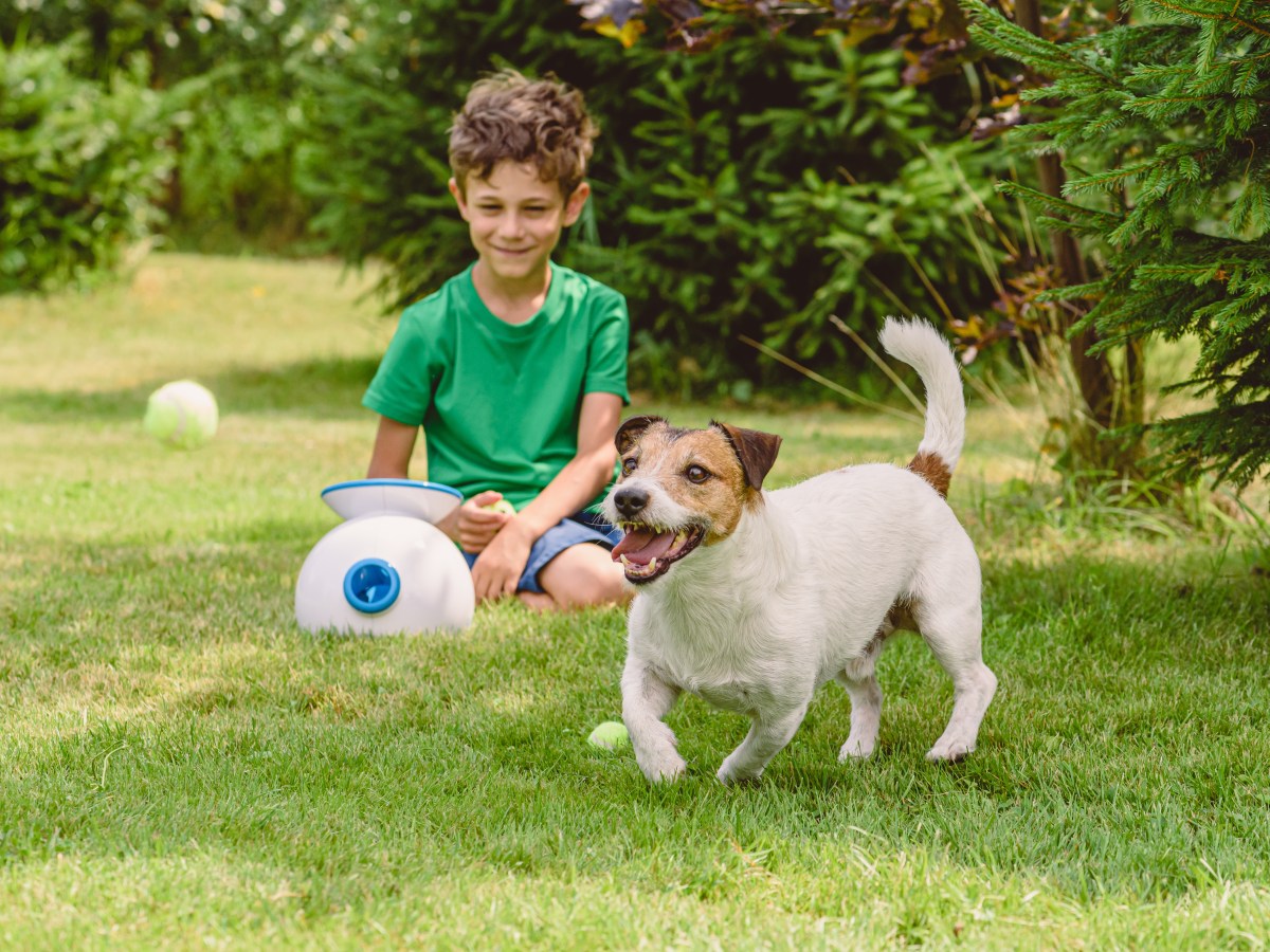 Interaktives Hunde-Spielzeug: 3 Produkte, bei denen dein Hund mit sich selbst spielen kann