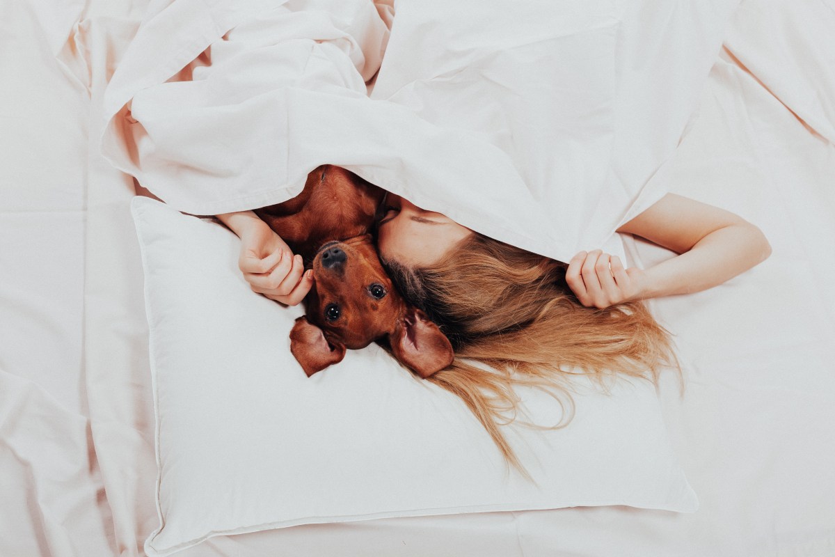 Hund schlÃ¤ft im Bett