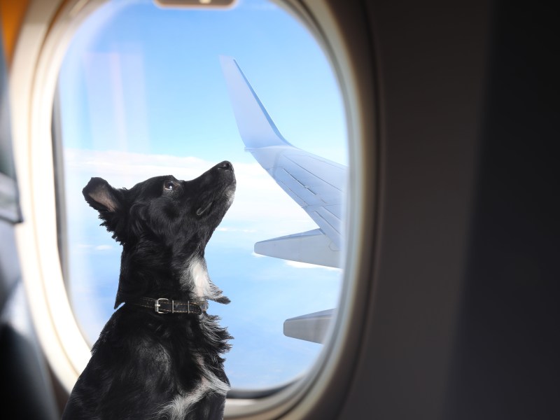 Hunde verboten USA-Flug