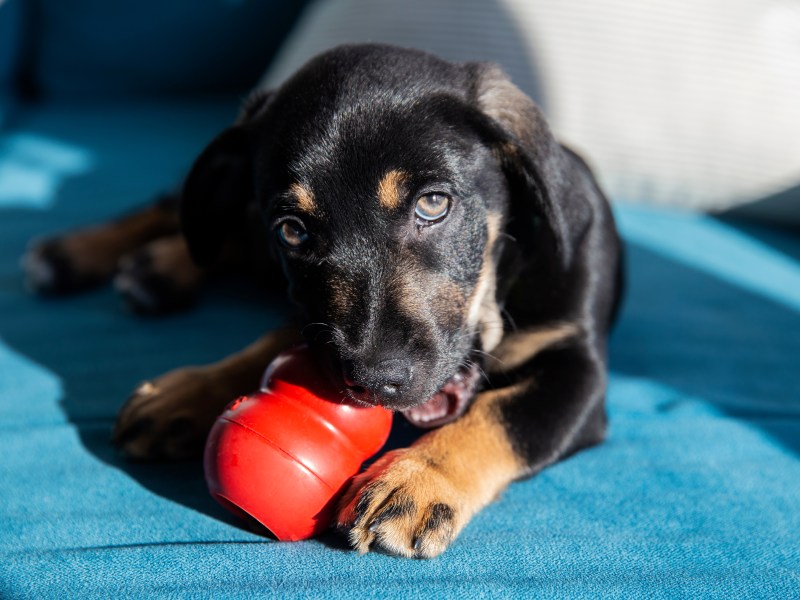 Hund mit Kong