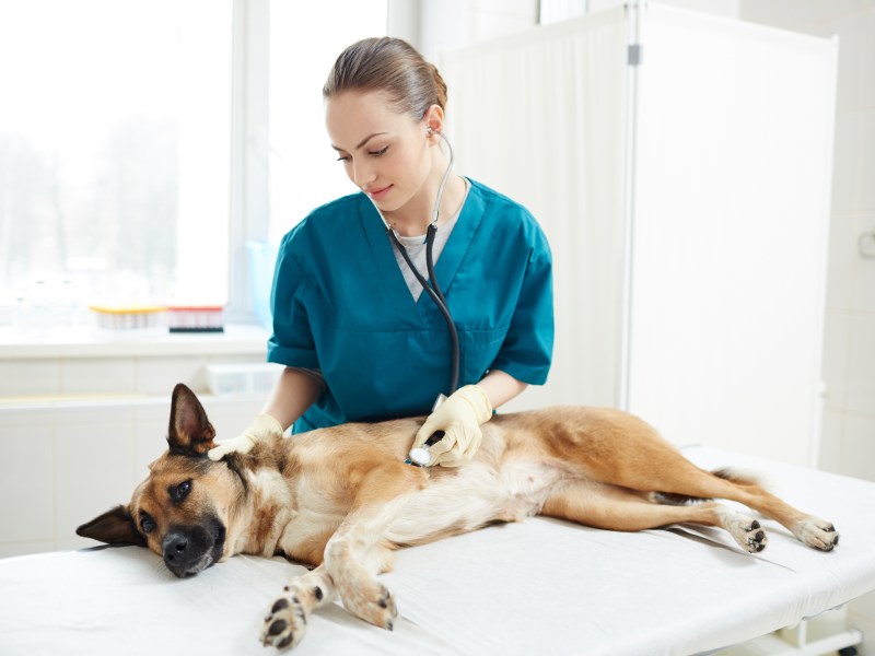 Hundekrankenversicherung Vergleich