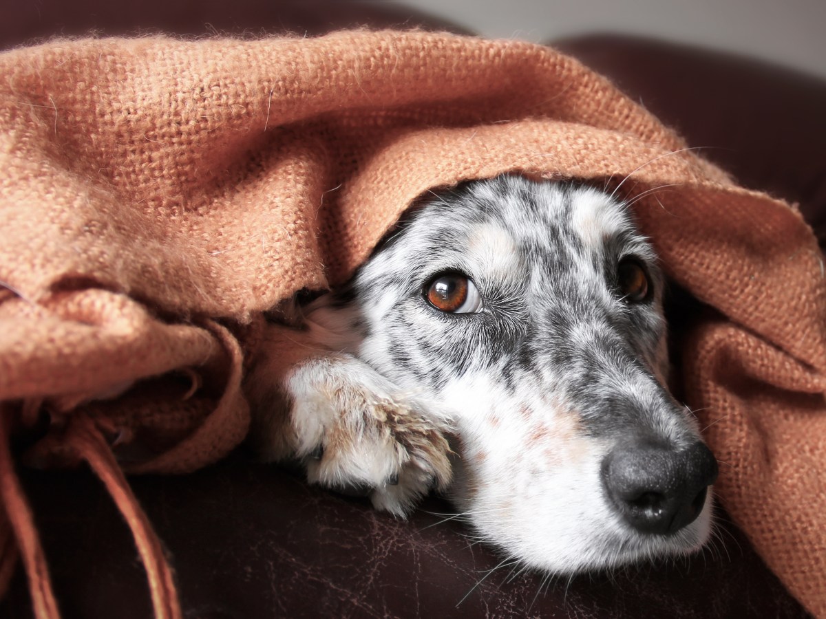 Behandlung von Hundekrankheiten: So hilfst du deinem Hund schnell wieder auf die Pfoten