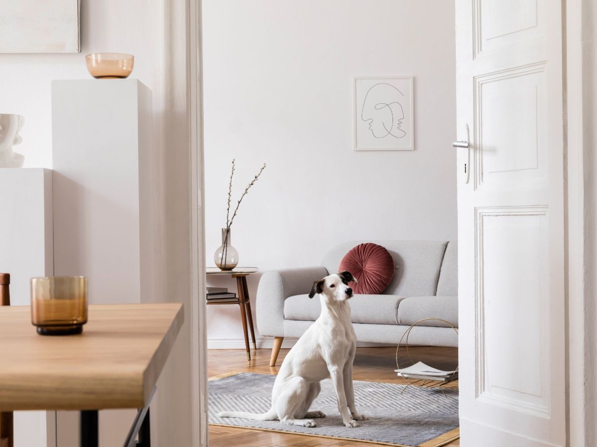Hund: 5 Tipps für die Haltung von Hunden in der Mietwohnung