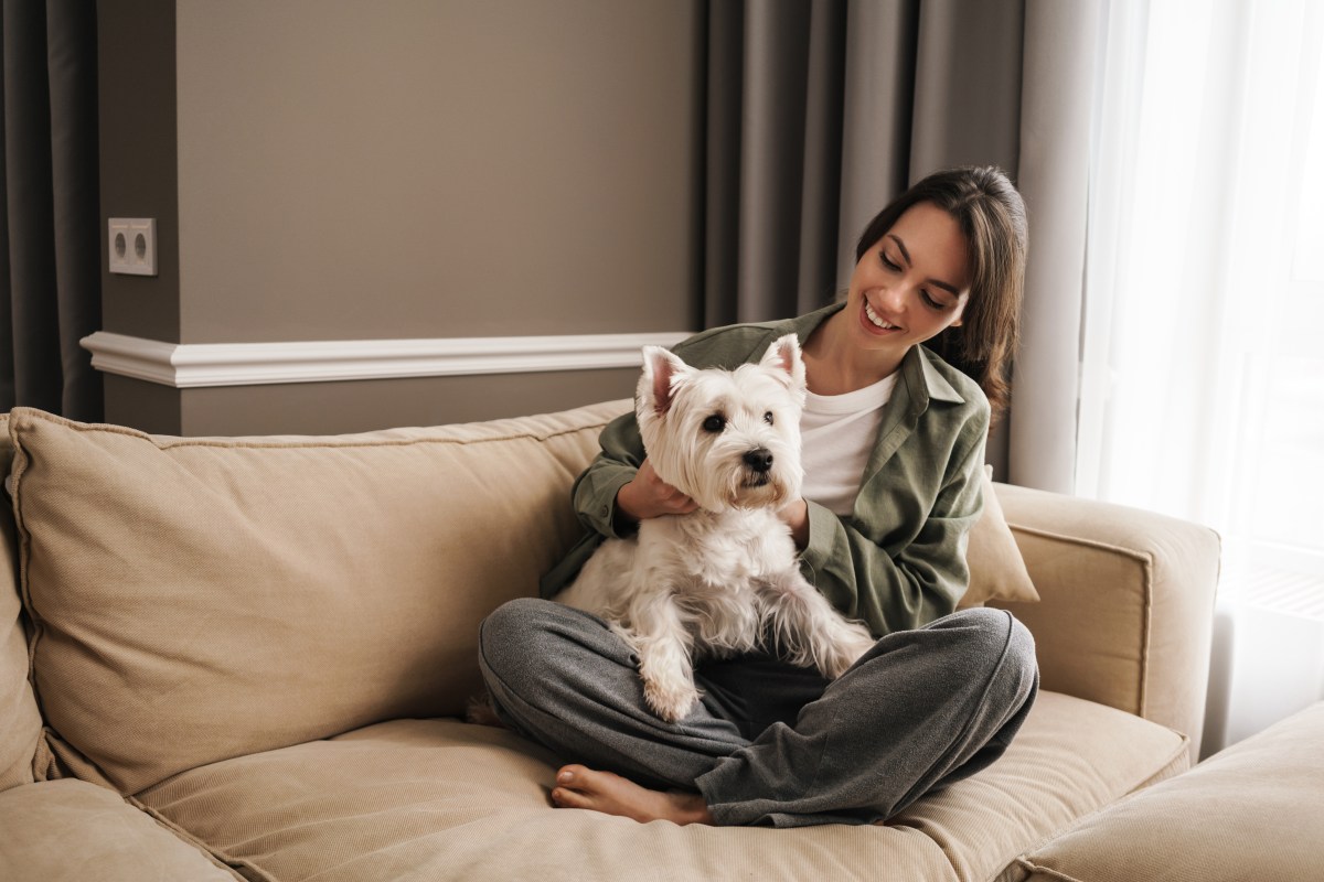 Hund auf dem Sofa