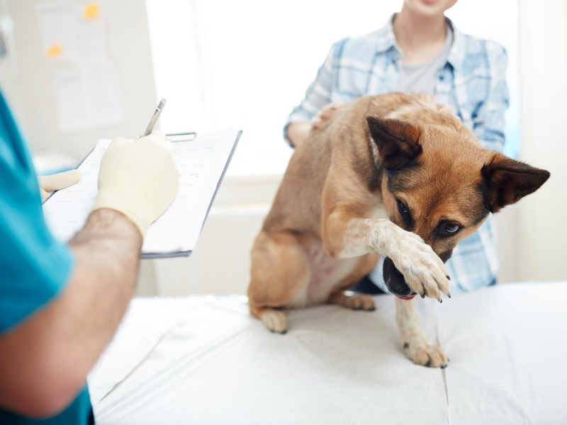 Hund aus dem Tierschutz Tierarzt