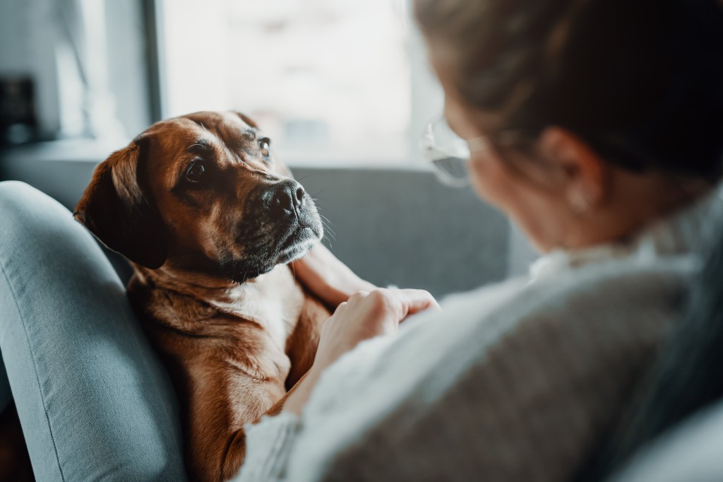 Hund aus dem Tierschutz