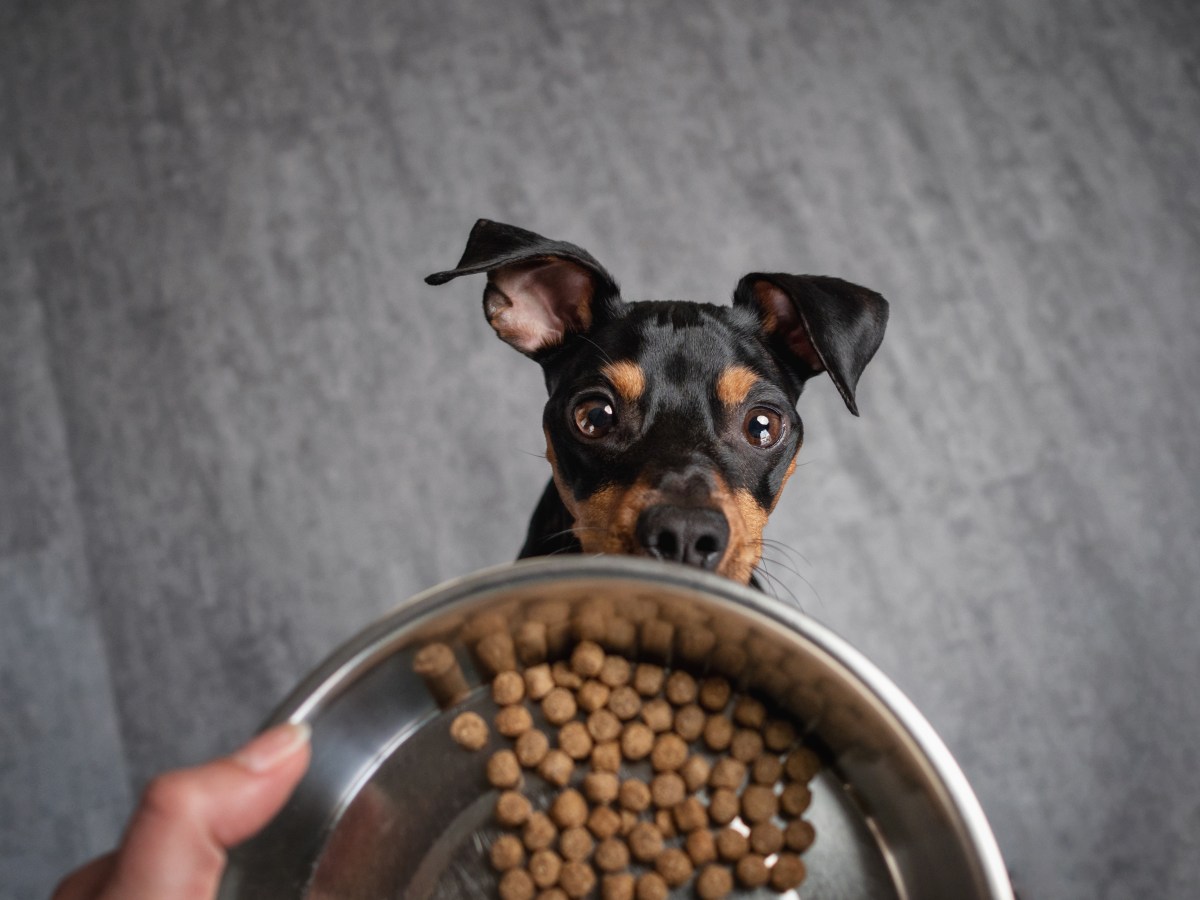 Hundefutter: Diese Vor- und Nachteile hat Trockenfutter