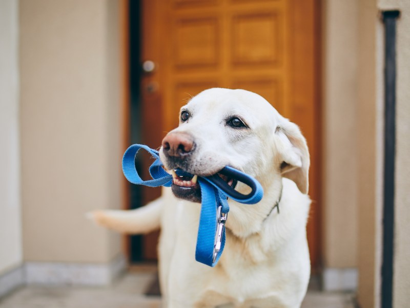 Hund mit Leine im Maul