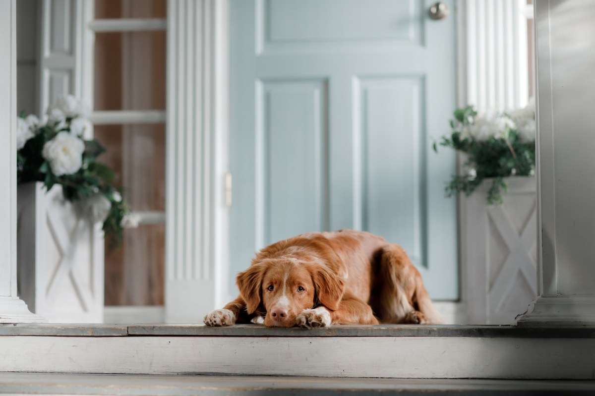 Hund verabschieden