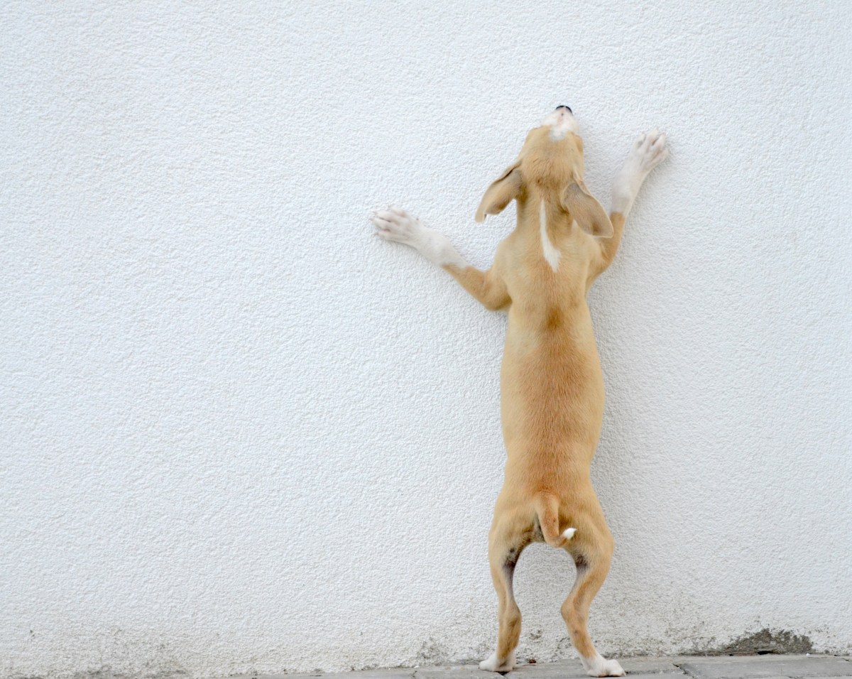 Hund an der Wand