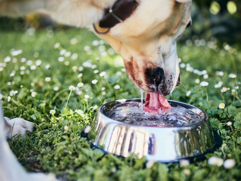Hund trinkt aus Wassernapf