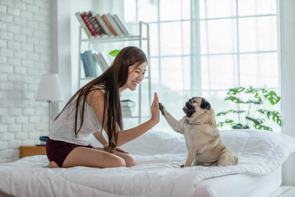 Hund gibt High Five