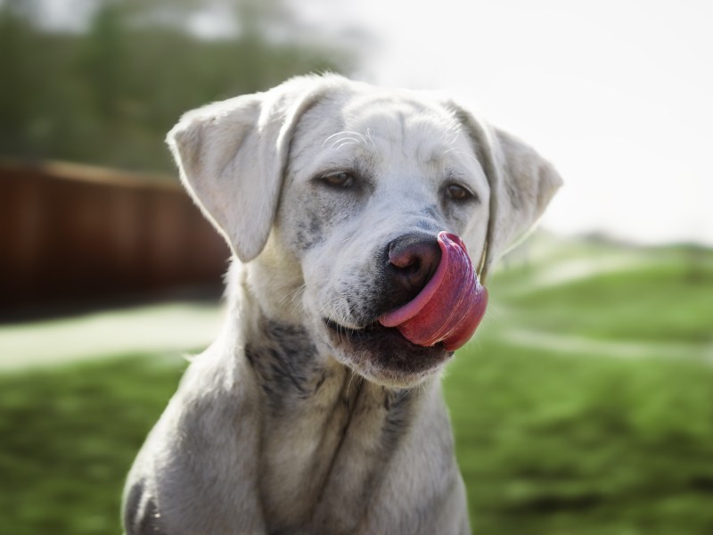Hund mit Zunge raus