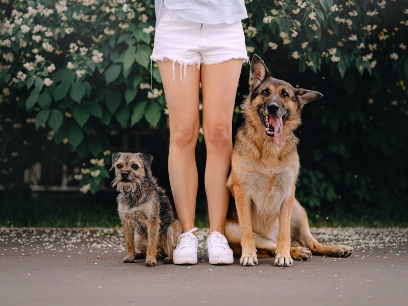 Frau mit zwei Hunden
