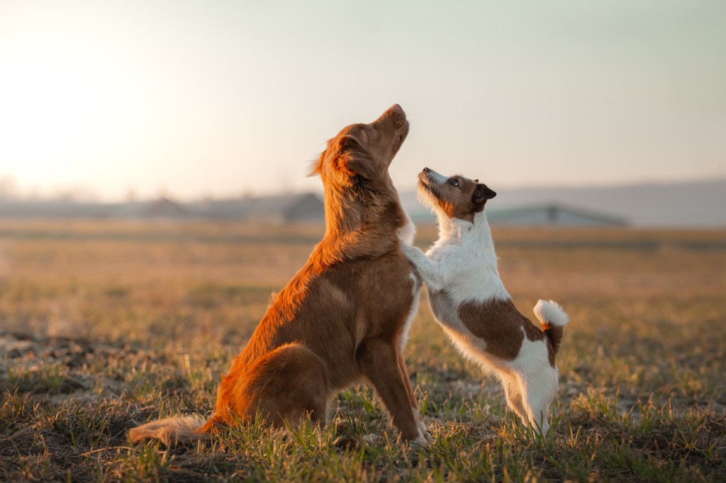 zwei Hunde