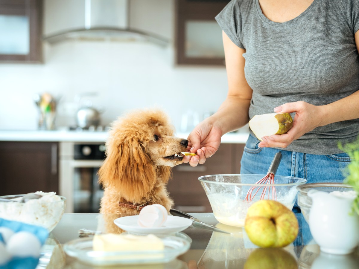 Hundefutter selber machen: Das muss drin sein