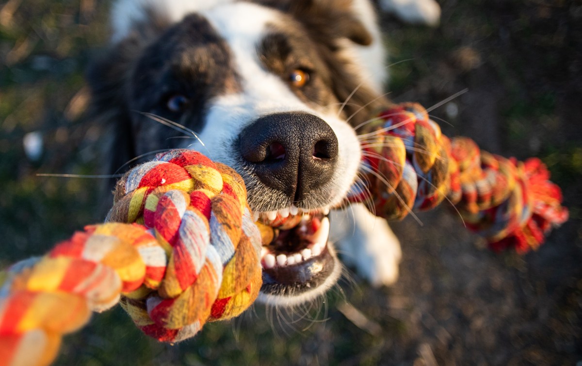 Hundespielzeug unkaputtbar