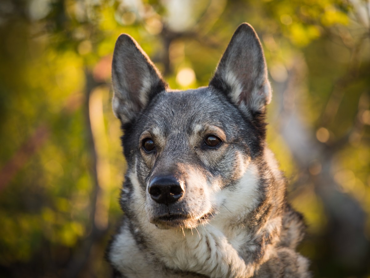 Der umfassende Steckbrief zum Jämthund: Alles, was du über den schwedischen Elchhund wissen musst